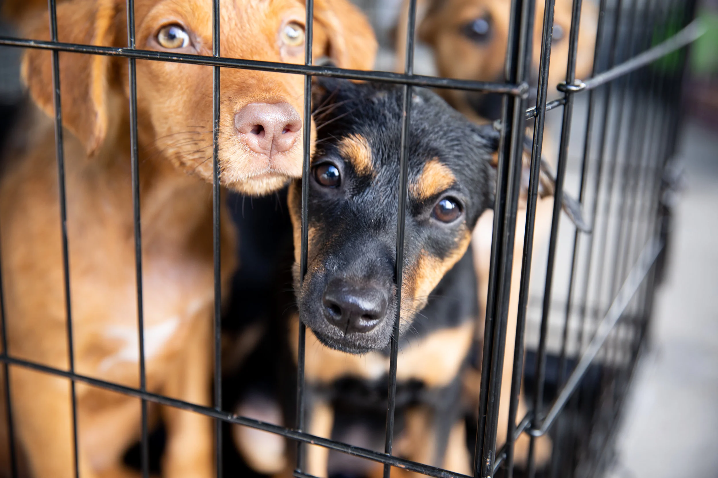 Amigos de Animales Boquete volunteers caring for animals at a clinic in Boquete, Panama